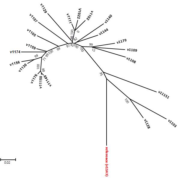 참조유전체(v1143)와 분석균주들과의 SNP차이를 기반으로 작성한 유연관계도
