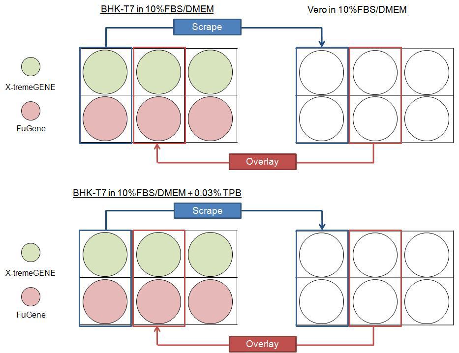 재조합 메타뉴모바이러스 제작 최적화를 위한 transfection 및 Vero세포 접종 모식도