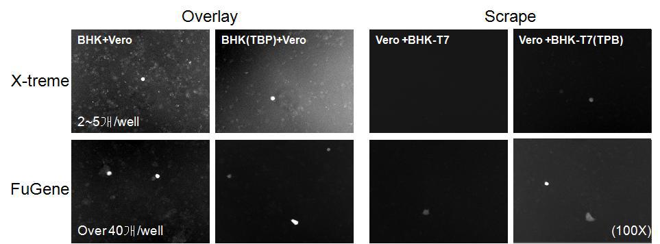 Transfection 시약에 따른 transfection 효율 비교.