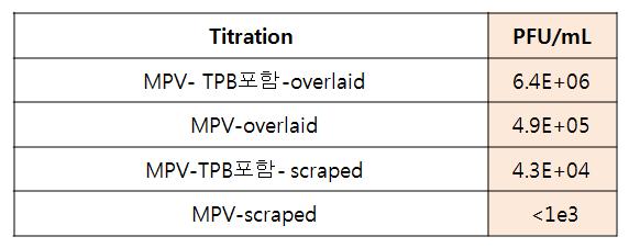 배양 조건 및 접종 방식에 따른 재조합 메타뉴모바이러스 생산 비교