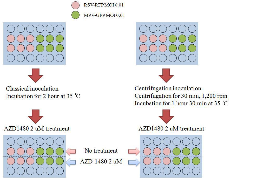 원심분리기와 인터페론 저해제 AZD1480을 병용으로 접종한 방식과 바이러스 증식 비교.