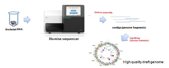 Illumina사의 Miseq machine을 활용하여 sequence를 얻은 후 assemble을 통해 draft genome을 얻는 모식도