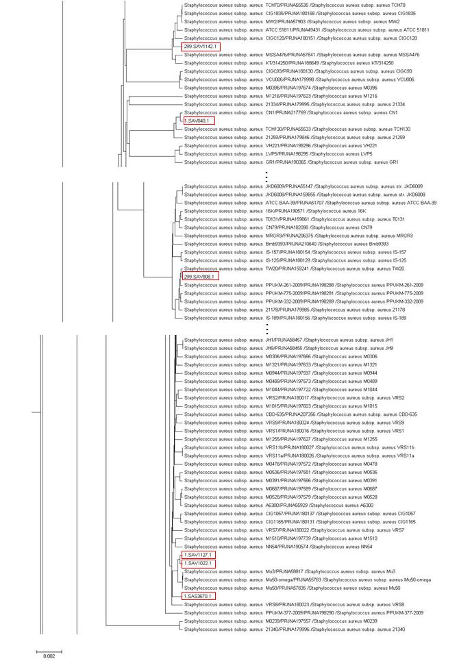 VSSA 및 VISA 균주의 genome tree 결과