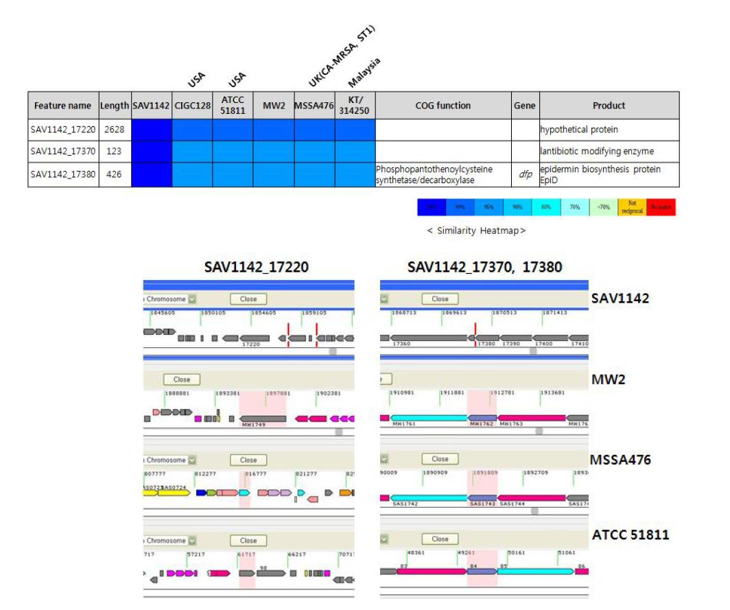 VISA SAV1142균주의 비교 유전체 분석 및 유전자 구조 비교