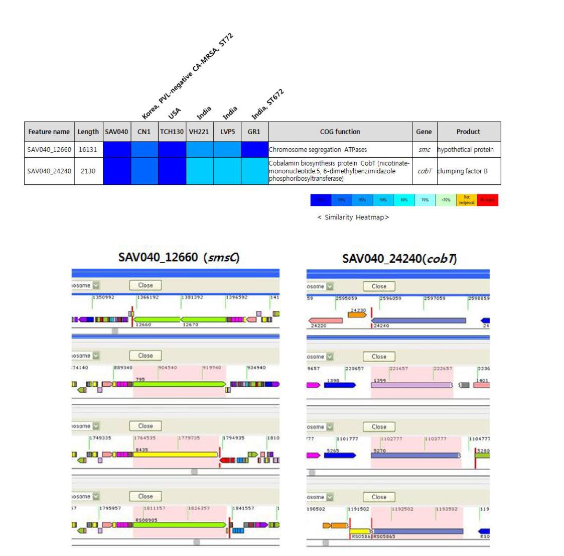 SAV040균주의 비교 유전체 분석 및 유전자 구조 비교