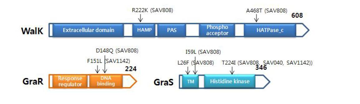 아미노산 변이 일어난 WalK 및 GraSR 단백질 도메인 위치