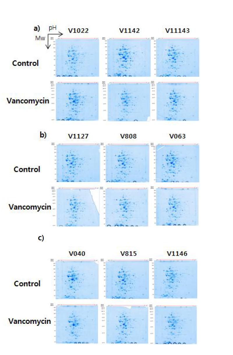 VISA균주 세포벽(막) 단백질의 2-DE 결과, a) ST5, b) ST239, c) ST72