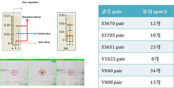 2DE 이미지 분석 및 동정
