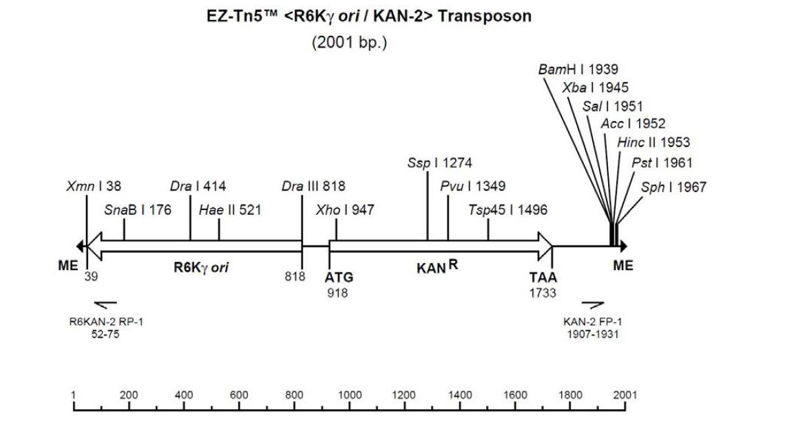 Random mutagensis에 사용된 transposon