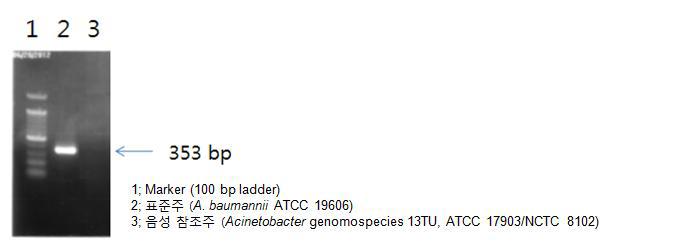 blaOXA-51-like 유전자 증폭을 통한 A. baumannii 동정
