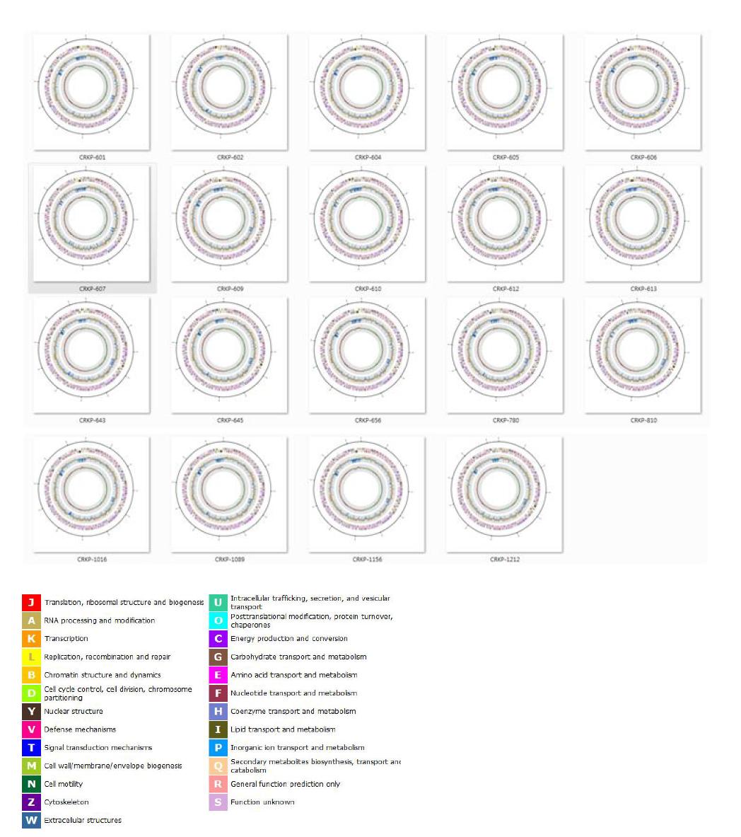 19주에 대한 genome circular map 과 COG 기능분류표