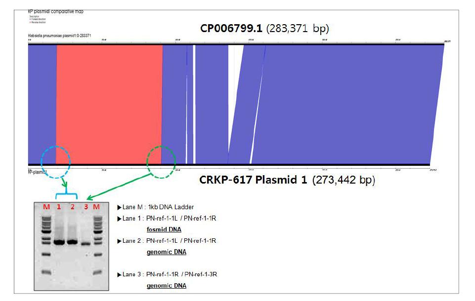 plasmid 1 sequence map