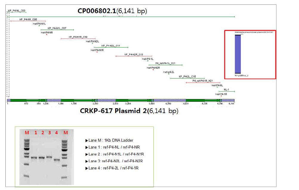 plasmid 2 sequence map