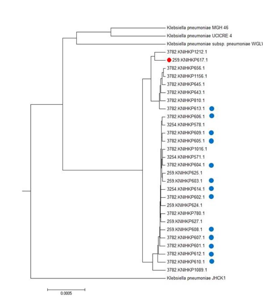 EzGenome 기반 K.pneumoniae 종내에 완전 해독된 (completely genome-sequenced) 균주들과의 유전체기반 계통도