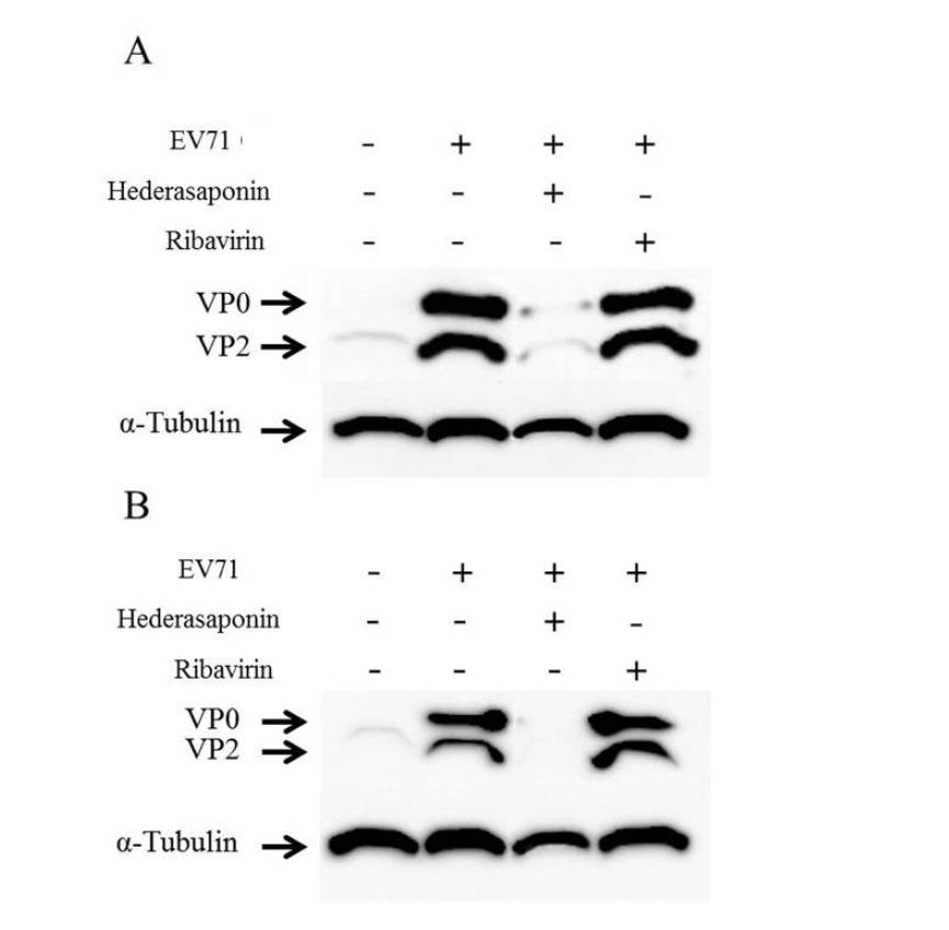 Effect of hederasaponin B on the VP2 expression. Western blot analyses were performed to determine the effect of hederasaponin B and ribavirin on the production of EV71 C3 and EV71 C4a VP2 proteins. The reduction in protein expression of EV71 C3 VP2 (a) and EV71 C4a VP2 (b) was identified after treatment with 50 μg/ml concentration of hederasaponin B or ribavirin for 48 h. α-tubulin was used as a loading control for each set of samples.