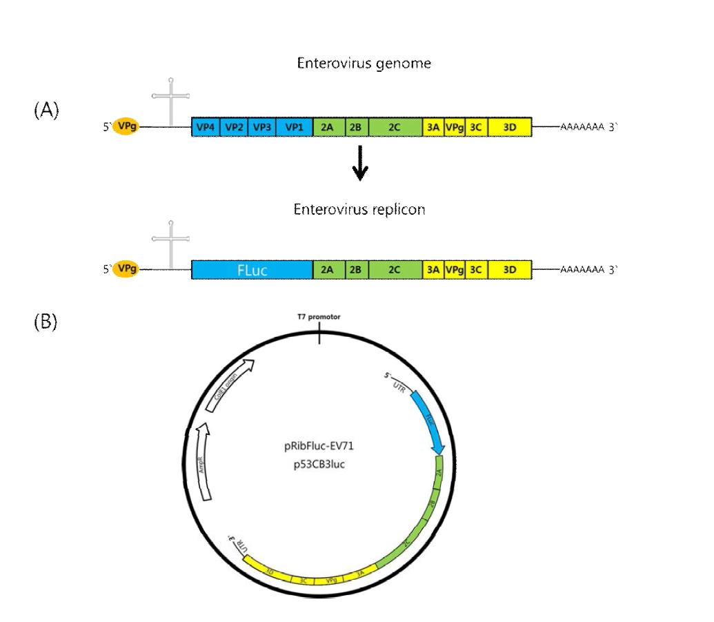 Construction of replicon system of enterovirus Enterovirus P1 capside coding region is replaced byfirefly luciferase gene. Viral replication and translation can be observed clearly (A). Replicon pRiBFuc-EV71and p53CB3Luc plasmid for replicon asssay (B)