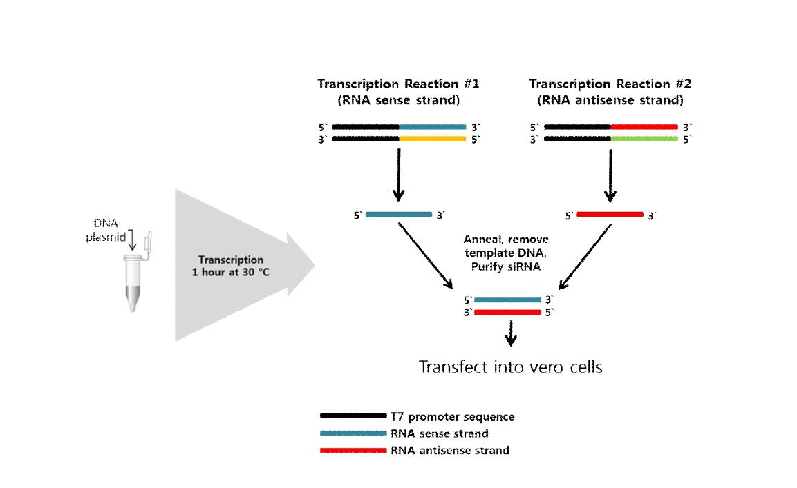 In vitro transcription of pRIBFluc-EV71and p53CB3luc plasmid by T7 RNA polymerase (promega RiboMAX kit) T7 RNA polymerase was treated in pRIBFluc-EV71and p53CB3luc plasmid at 30°C for 1 hr. Then, 2ug of viral mRNA was transfected in vero cell using x-treme and incubated at 37°C incubator for 24 hrs.