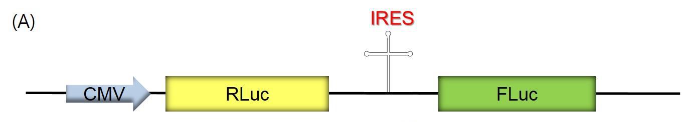 Construction of IRES dual reporter system of enterovirus