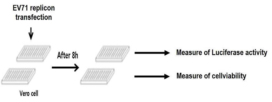 Concept of luciferase assay of EV71 in vero cells