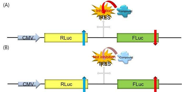 Concept of IRES dual luciferase assay of EV71 in 293T cells