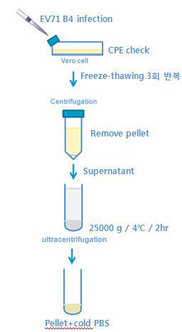 엔테로바이러스 농축을 위한 실험 모식도