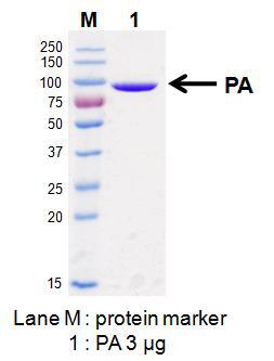 PA 항원 단백질의 SDS-PAGE