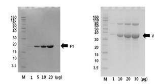 F1 및 V 항원 단백질의 SDS-PAGE
