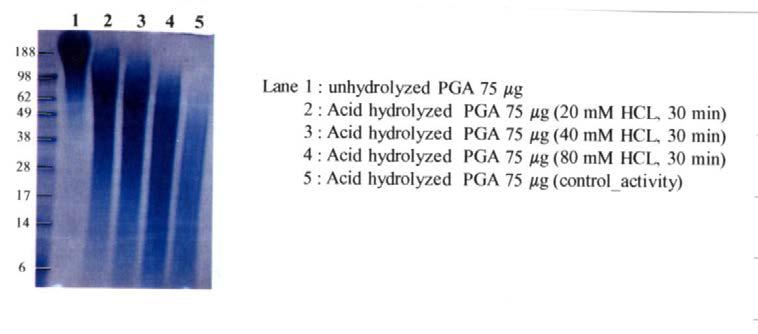 분리 정제된 poly-γ-D-glutamic acid(PGA)의 50-100 kDa 크기로 조각내기 위해 acid hydrolysis 수행