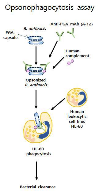 탄저 PGA에 대한 마우스 단클론항체 A-12를 이용한 B. anthracis H9401 세균에대한 opsonophagocytosis assay