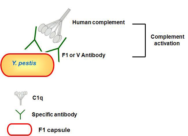 Human complement를 이용한 complement assay 모식도