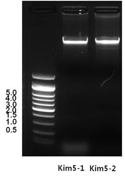 genomic DNA 분리 후 전기영동을 이용한 확인