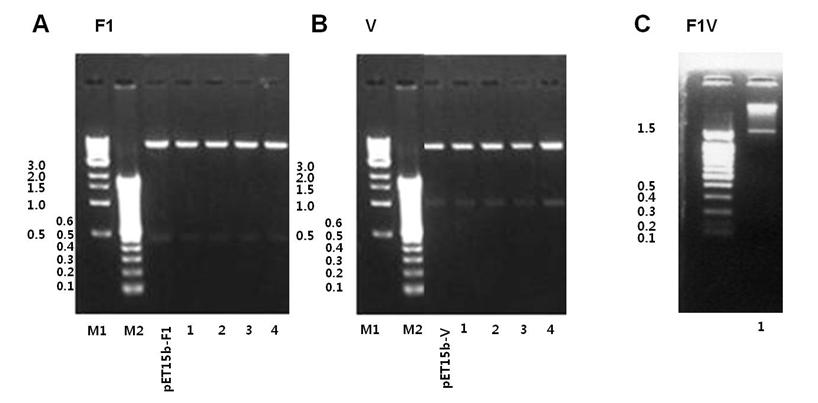 F1, V 및 F1-V 항원 발현 벡터 클로닝 확인