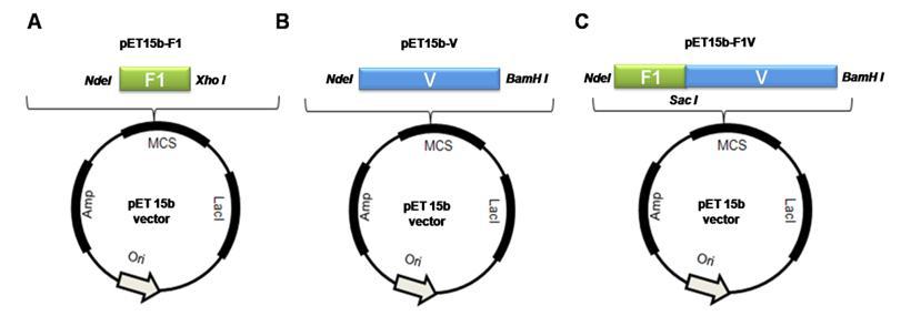 F1, V 및 F1-V 항원 발현 벡터 모식도