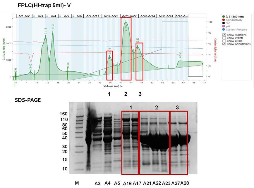 FPLC를 이용한 V 단백질의 분리 정제
