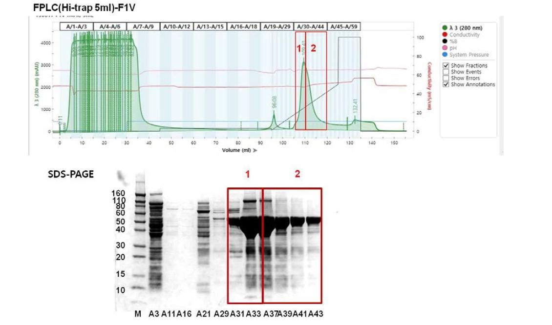 FPLC를 이용한 F1-V 단백질의 분리 정제(1)