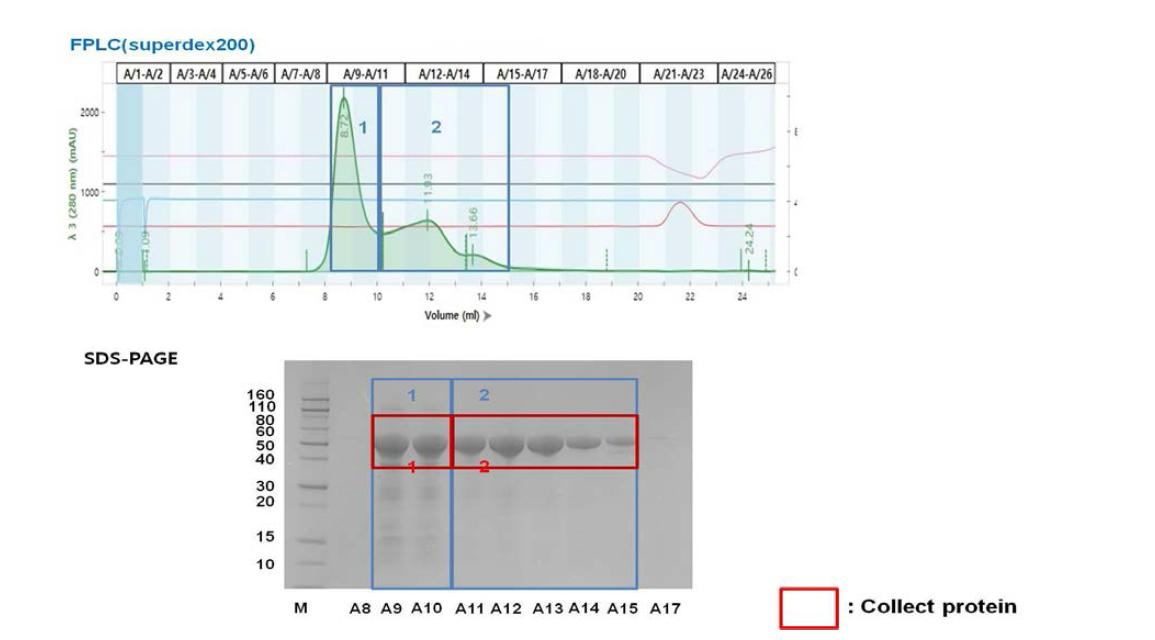 FPLC를 이용한 F1-V 단백질의 분리 정제(2)