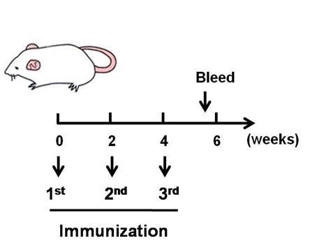 항체가 ELISA법 확립을 위한 면역화 과정