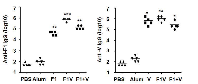 F1 및 V 항원에 대한 항체가 측정(복강면역)