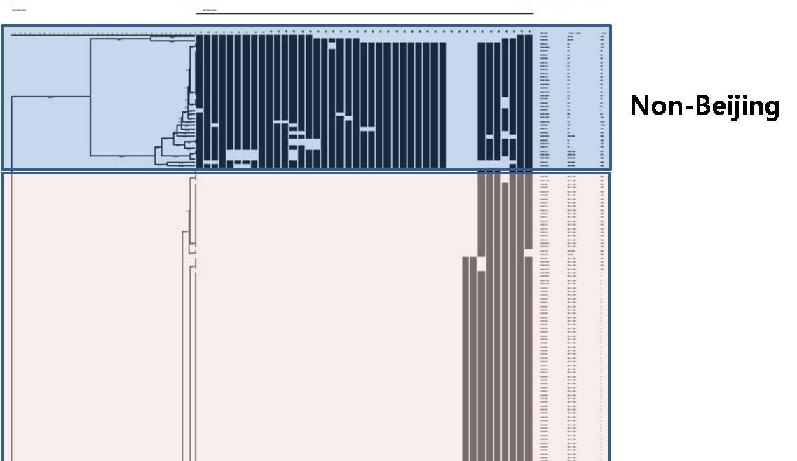 항결핵제 내성 결핵균의 Spoligotyping dendrogram 분석