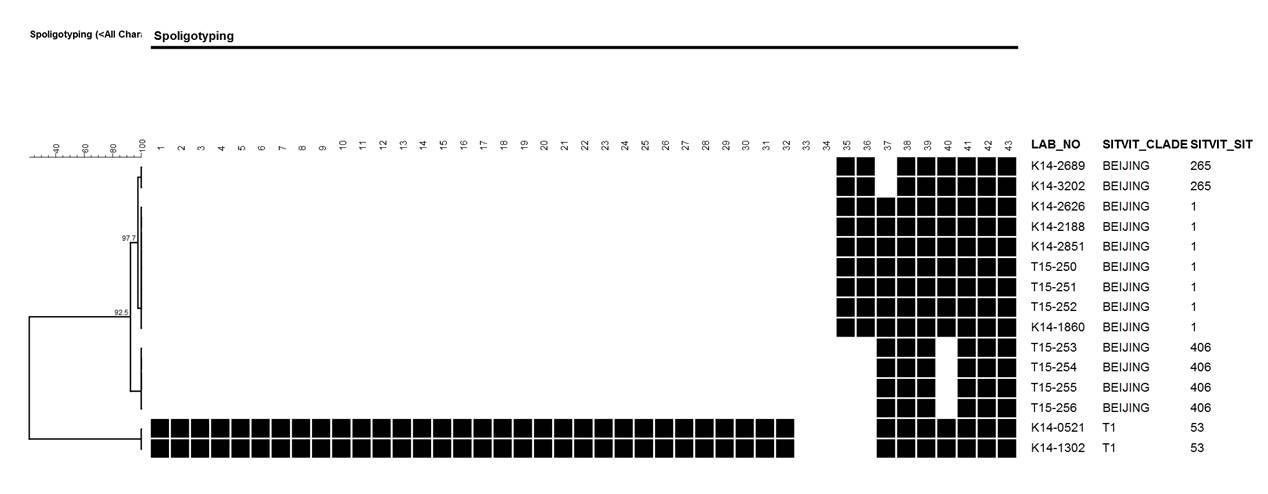 Spoligotyping의 dendrogram