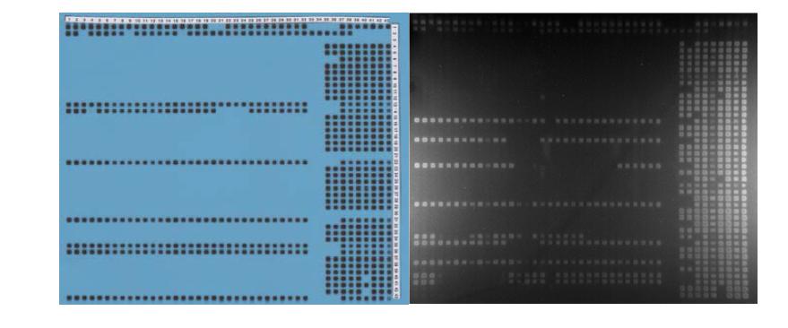 Membrane을 이용한 spoligotyping 결과 예시