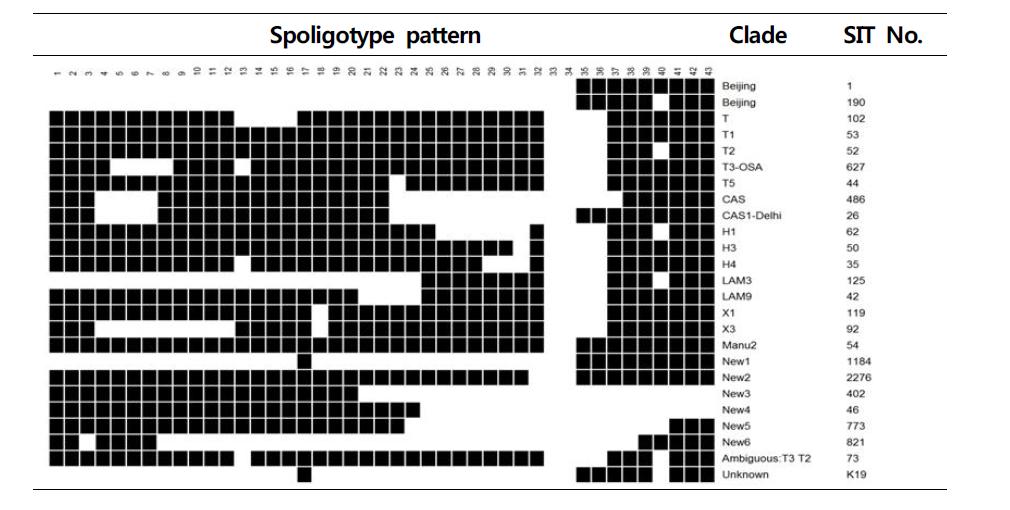 국내 분리균주의 주요 spoligotype pattern