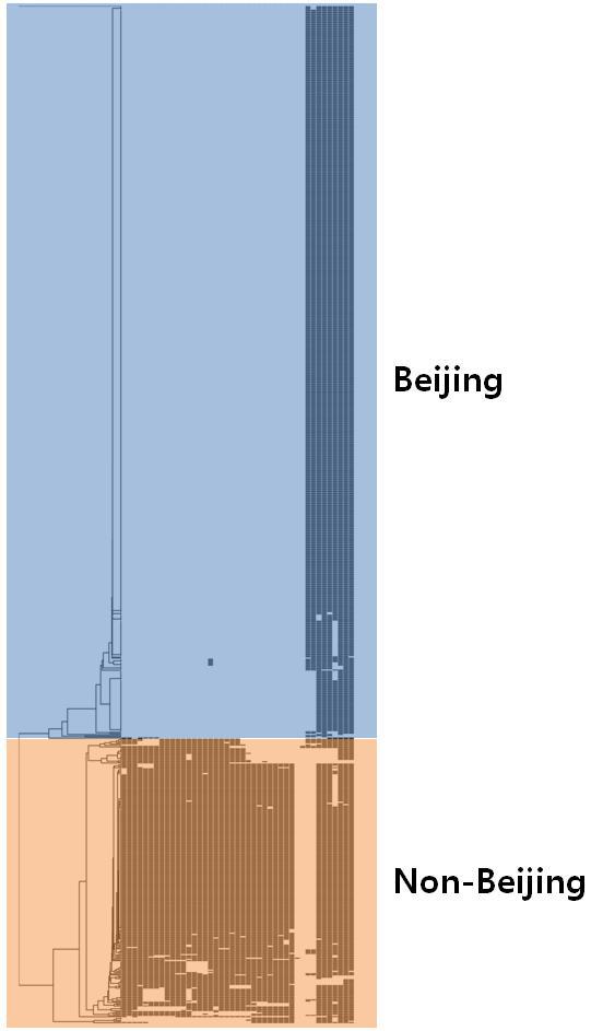 1994-2006년 임상분리 결핵균의 Spoligotyping dendrogram