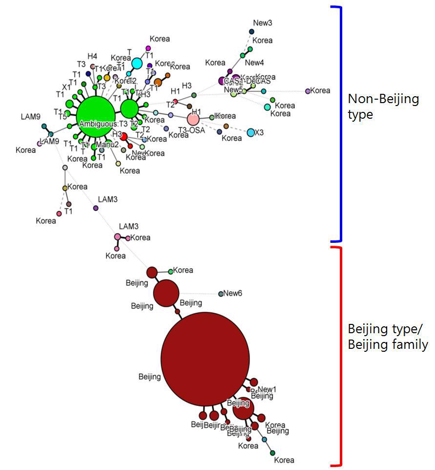 Spoligotyping Minimum Spanning Tree 분석