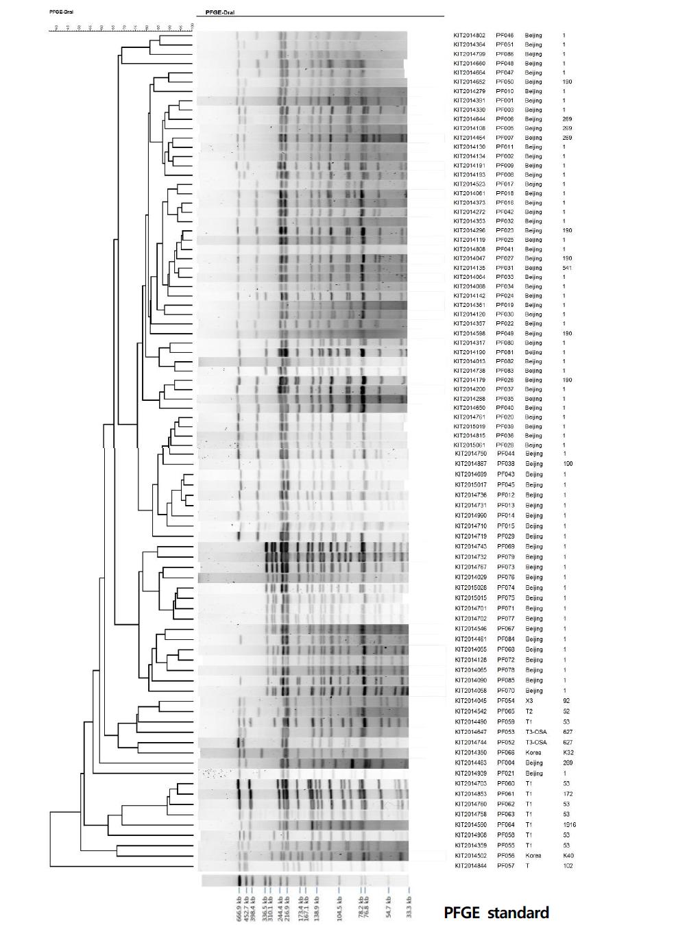 1994-2006년 국내 임상분리 결핵균의 PFGE cluster 분류