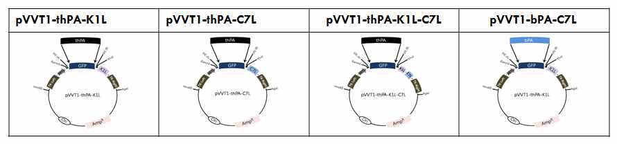 탄저 방어항원이 발현되는 pVVT1-GFP 벡터