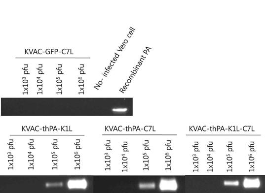 Vero cell에서 2가 백신 후보주의 PA 발현