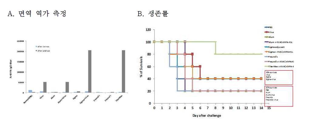A/J 마우스에서 백신후보주의 효능평가