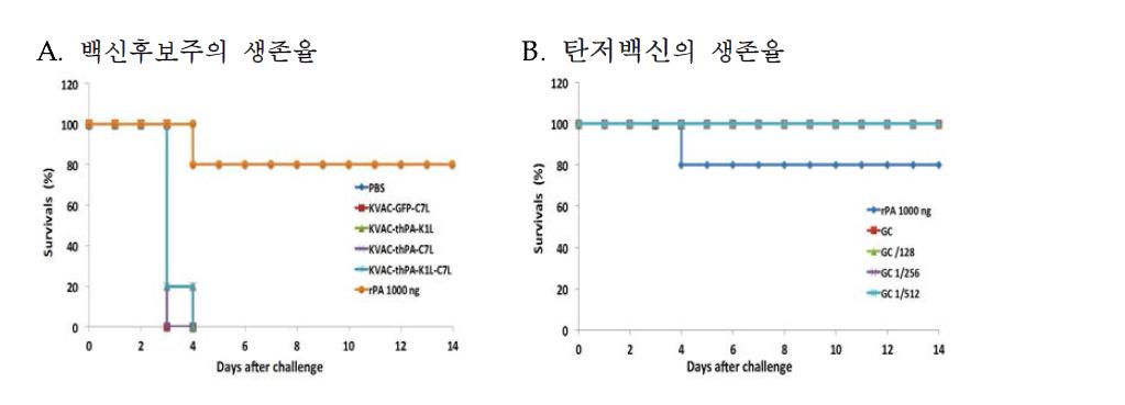 백신후보주 7(1x10 pfu/dose 면역)와 탄저백신의 탄저공격에 대한 생존율 비교