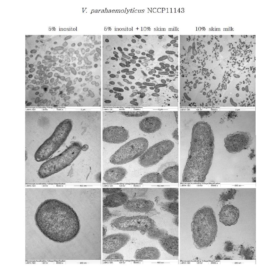 V.parahaemolyticus NCCP11143의 보존제별 가속화후 TEM 이미지